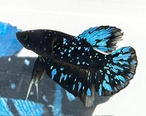 AVATAR STARDUST MALE HMPK