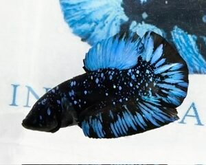 AVATAR STARDUST MALE HMPK