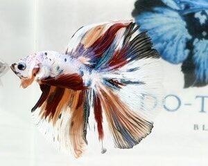 KOI MALE FANCY LONGFIN MULTICOLOUR