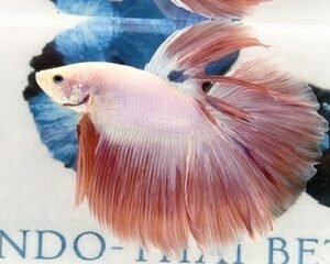 PINK ROSETAIL MALE