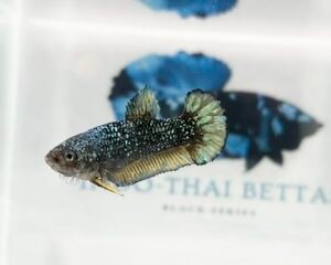 AVATAR STARDUST FEMALE HMPK