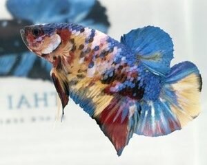 GIANT YELLOW BASE CANDY MALE HMPK