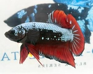 GIANT BLUE SAMURAI MULTICOLOUR MALE HMPK