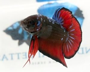 GIANT GALAXY MULTICOLOUR MALE HMPK