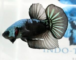 GIANT BLACK COPPER MULTICOLOUR MALE HMPK