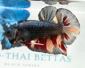 GIANT BLACK COPPER SAMURAI MULTICOLOUR MALE HMPK