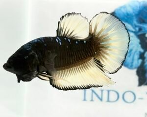 GIANT GALAXY MULTICOLOUR MALE HMPK