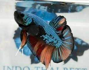 GIANT GREEN SAMURAI MULTICOLOUR MALE HMPK