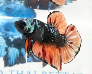GIANT GALAXY MULTICOLOUR MALE HMPK