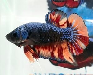 GIANT BLUE SAMURAI MULTICOLOUR MALE HMPK