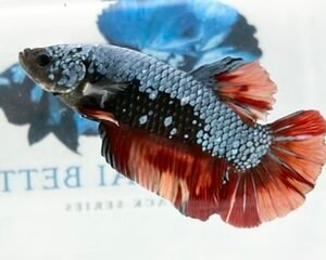 GIANT MULTICOLOUR MALE HMPK