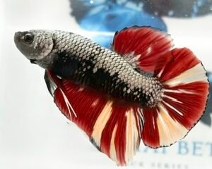 GIANT COPPER SAMURAI MULTICOLOUR MALE HMPK