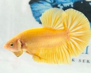 GIANT SOLID YELLOW MALE HMPK