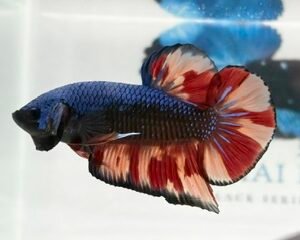 GIANT BLUE SAMURAI MULTICOLOUR MALE HMPK