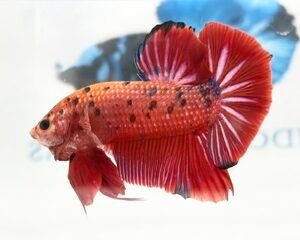 GIANT MULTICOLOUR MALE HMPK