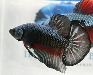 GIANT BLACK COPPER SAMURAI  MULTICOLOUR MALE HMPK