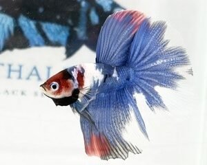 MARBLE MULITCOLOUR LONGFIN MALE