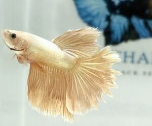 SOLID GOLD ROSETAIL MALE