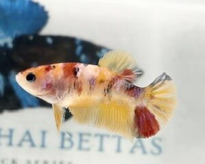 YELLOW BASE MULTICOLOUR FEMALE HMPK