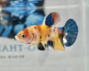 YELLOW BASE MULTICOLOUR FEMALE HMPK