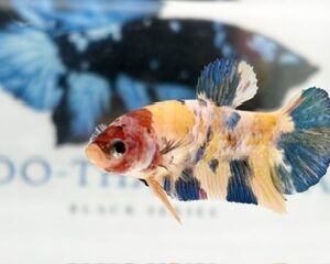 YELLOW BASE MULTICOLOUR FEMALE HMPK
