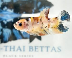 YELLOW BASE MULTICOLOUR FEMALE HMPK
