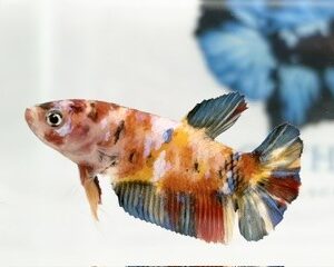 YELLOW BASE MULTICOLOUR FEMALE HMPK