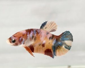 YELLOW BASE MULTICOLOUR FEMALE HMPK