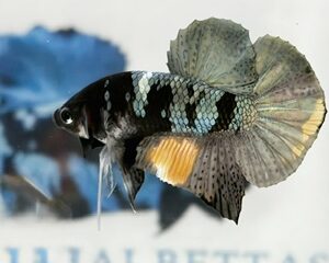 COPPER YELLOW GOLD MALE HMPK