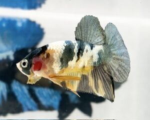 COPPER YELLOW GOLD MALE HMPK