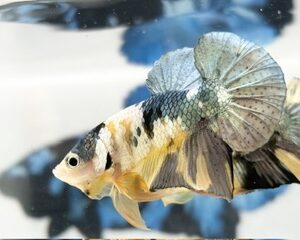 COPPER YELLOW GOLD MALE HMPK