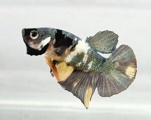 COPPER YELLOW GOLD MALE HMPK