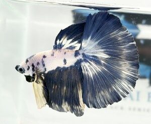MARBLE MULITCOLOUR LONGFIN