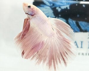 PASTEL PINK LONGFIN MALE