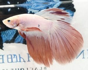 PASTEL PINK LONGFIN MALE