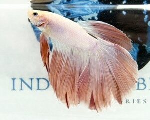 PASTEL PINK LONGFIN MALE