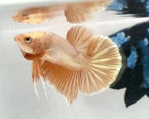 SOLID GOLD MALE HMPK