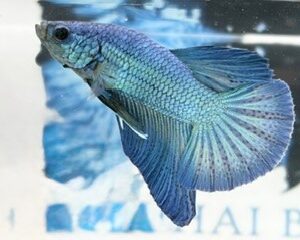 SOLID TURQUOISE MALE HMPK (NO BLACK MASK)