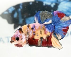 YELLOW BASED MULTICOLOUR MALE HMPK