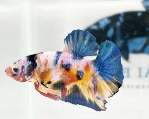 YELLOW BASED MULTICOLOUR MALE HMPK