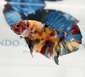 YELLOW BASED MULTICOLOUR MALE HMPK