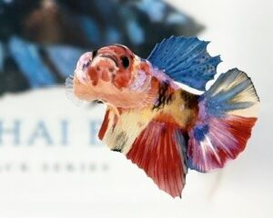YELLOW BASED MULTICOLOUR MALE HMPK