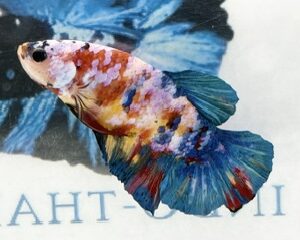YELLOW BASED MULTICOLOUR MALE HMPK