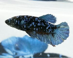 AVATAR STARDUST FEMALE HMPK