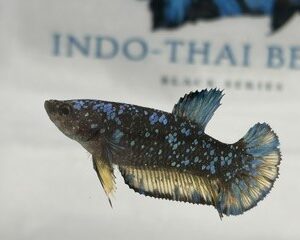 STARDUST FEMALE HMPK