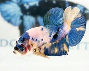 MULTICOLOUR MALE HMPK