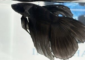 SOLID BLACK HALFMOON MALE