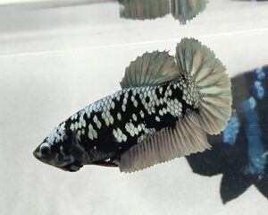 AVATAR COPPER FEMALE HMPK