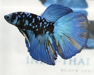 AVATAR MALE HALFMOON