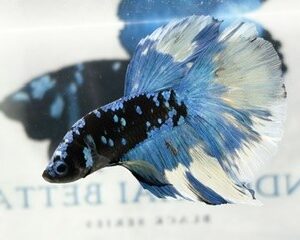 AVATAR MALE HALFMOON